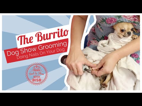 Dog Grooming: How To Trim Nails On A Difficult Dogs