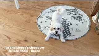 Dog sitting diaries, episode 6: Boone