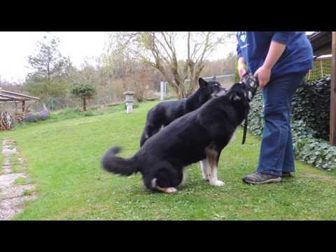 Erstes Maulkorbtraining mit Laika
