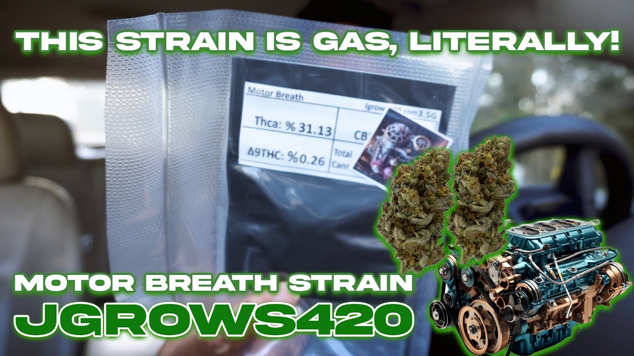 TRYING JGROWS "MOTOR BREATH" STRAIN (NEW THCA COMPANY)