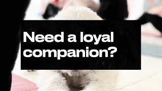 Loyal puppy companions
