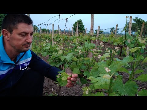 Video: Vishnyaki Market (Krasnodar): delovni čas, naslov. Smer trgovine