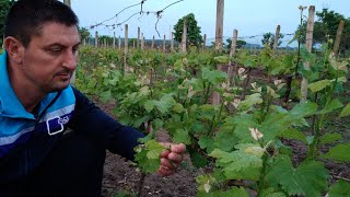 Pruning of the vines (green pruning). Why is it so important and how do we do it right?