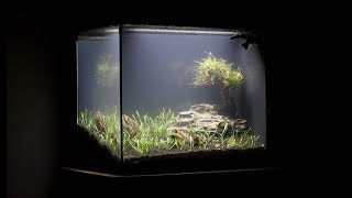 ADA Planted Spec 16 Gallon