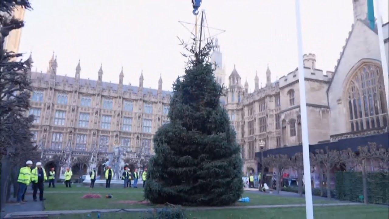Westminster & Trafalgar Square Christmas trees for London 2023 (UK