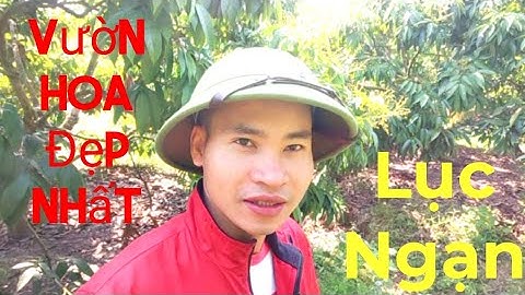 Hoa vải u hồng sau đợt mưa rét kéo dài