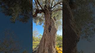 200 Yıllık Zeytin Ağacı #zeytinyağı #kuruincir #nedimyıldız #nedimyıldıznaturel