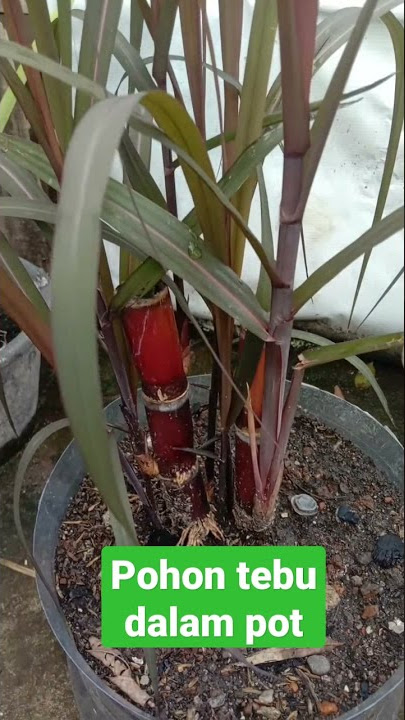 pohon tebu dalam pot