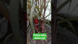 pohon tebu dalam pot