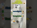 RANKING THE FUNNIEST FAT CAT MOMENTS 😹🍔 #funny