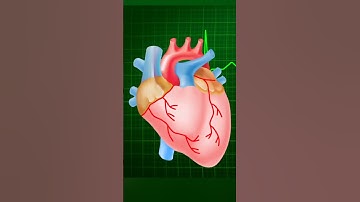 Human Heart ❤️ heartbeat soundwith 3D animation | #shorts |#youtubeshorts | #viralshorts