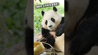 새로운 소쿠리의 운명은..? 🐼