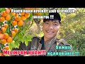 CARI LOKASI PANEN BUAH APRIKOT!! MELIMPAH DI PINGGIR JALAN TOL!!! SAMBIL NGABUBURIT!!!