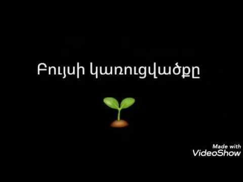Video: Ակալիֆա (38 լուսանկար). Տնային տնկարանային բույսի խնամք, Ակալիֆայի մազերով ծաղկի և այլ տեսակների նկարագրություն