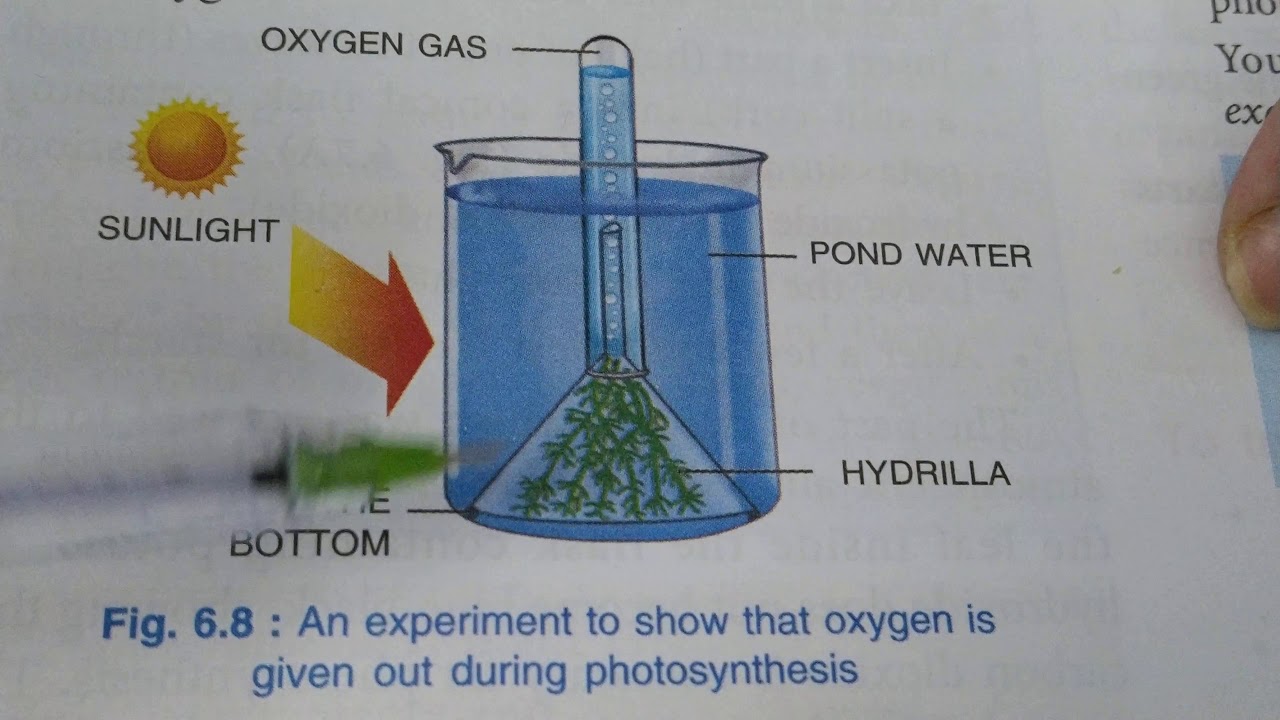 Experiments For Photosynthesis Part 2 YouTube Experiments For Photosynthesis Part 2 YouTube