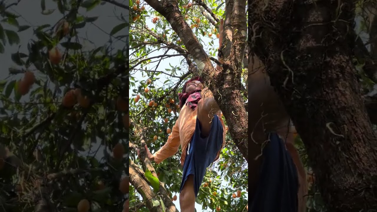 น้าซูบุกสวนมะยงชิดที่นครนายก