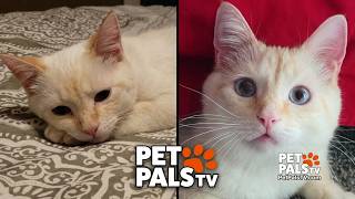 Feline Infectious Peritonitis FIP can be treatable