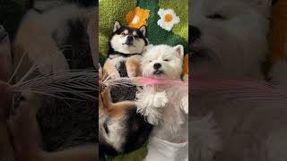 Cute Dog SPA Day 🐶😍 Funny &amp; Relaxing Puppy Moments | Happy Dog Bath Routine #shorts