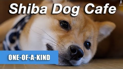 Harajuku’s Cutest Cafe: Mame Shiba Inu Dog Cafe
