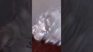 I Love My Lil Stinker So Much