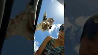 Feeding giraffe from moonroof 3/3