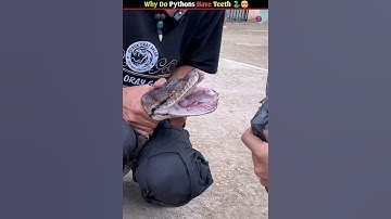 does python have teeth 🤯 #shorts