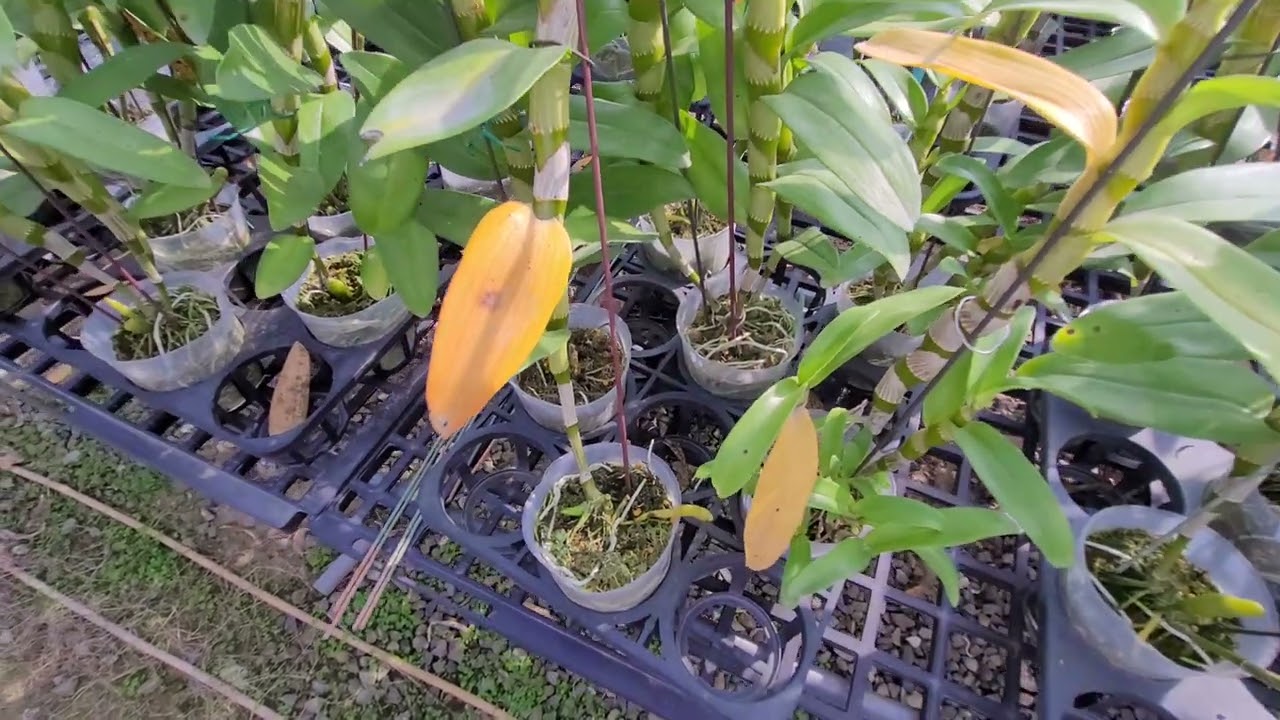 石斛蘭，花期過後，老枝條要怎麼處理，肥料怎麼用