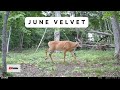 Velvet Buck Visits the Licking Branch | Trail Cam Video