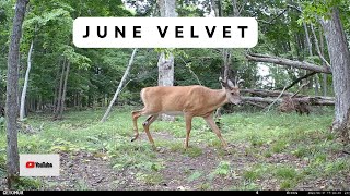 Velvet Buck Visits the Licking Branch | Trail Cam Video