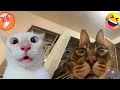 Cute funny animalss 2024 funniest catsdogs 2024 funny cats try not laughpart 56