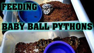 Warning: Feeding Baby Ball Pythons