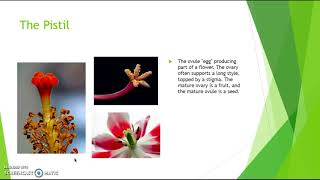Different Parts of a Flower Powerpoint