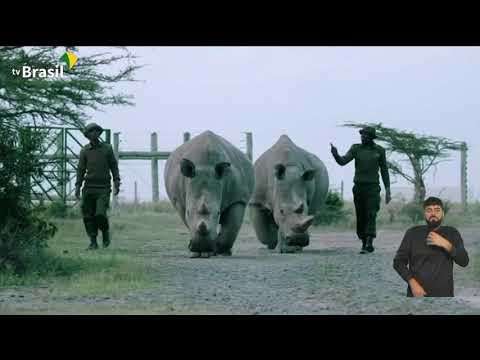 Vídeo: Rinoceronte Branco: Encontro Com Uma Espécie Em Extinção
