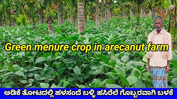 ಅಡಿಕೆ ತೋಟದಲ್ಲಿ ಅಲಸಂದೆ ಹಸಿರೇಲೆ ಉಪಯೋಗ | Green Manure crop in Arecanut Farm.hasirele gobbara in kannada