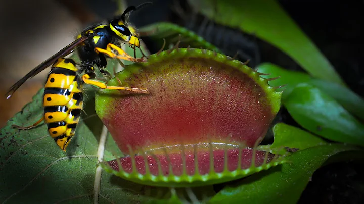 My Venus Flytraps Try to Catch a Giant Queen Wasp | Inside My Carnivorous Plant Room