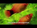 9.2 Sex Ratios: Nature’s Hidden War for Balance | evolution | frequency-dependent selection