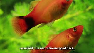 9.2 Sex Ratios: Nature’s Hidden War for Balance | evolution | frequency-dependent selection