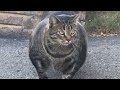 This Is The Strongest Cat Breed In The World の動画、YouTube動画。