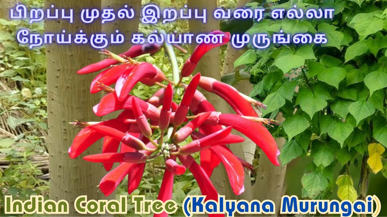 kalyana murungai benefits in tamil mul murungai benefits in tamil