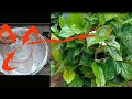 New idea | Growing betel leaf plant in paint bucket