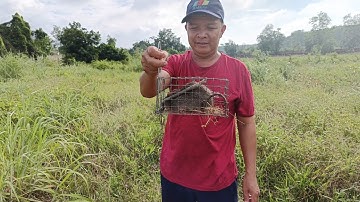 cách bẫy chuột đường mòn đơn giản hiệu quả cao,ae một ngày bội thu, Thạch Nguyễn Vlog #161