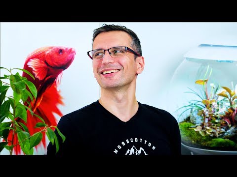 Video: DIY svadobné recepcie Centerpiece Myšlienky