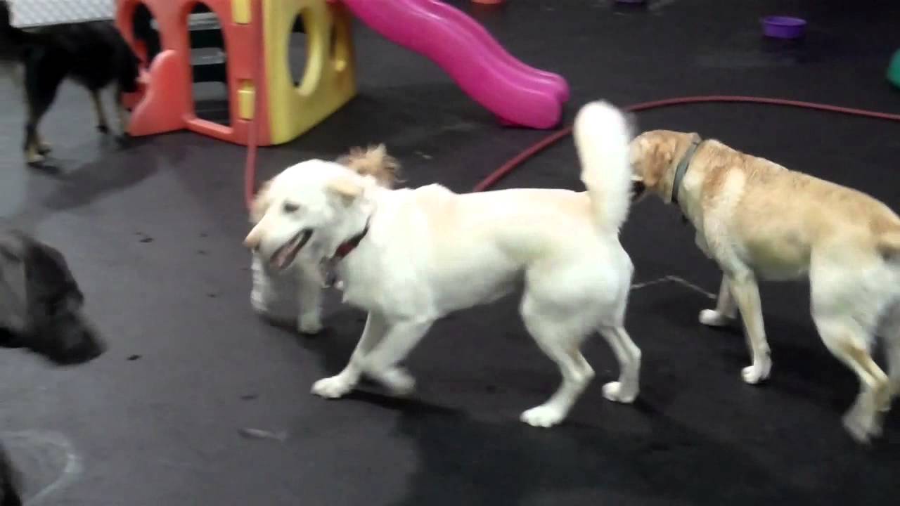 Tuesday�s Mild Side April 9, 2013 Central Bark Doggy Day Tuesday�s Mild Side April 9, 2013 Central Bark Doggy Day