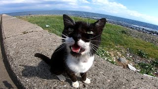 防波堤の上にいた野良猫に挨拶したら懐いてきた