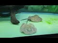 Stingray Fishroom