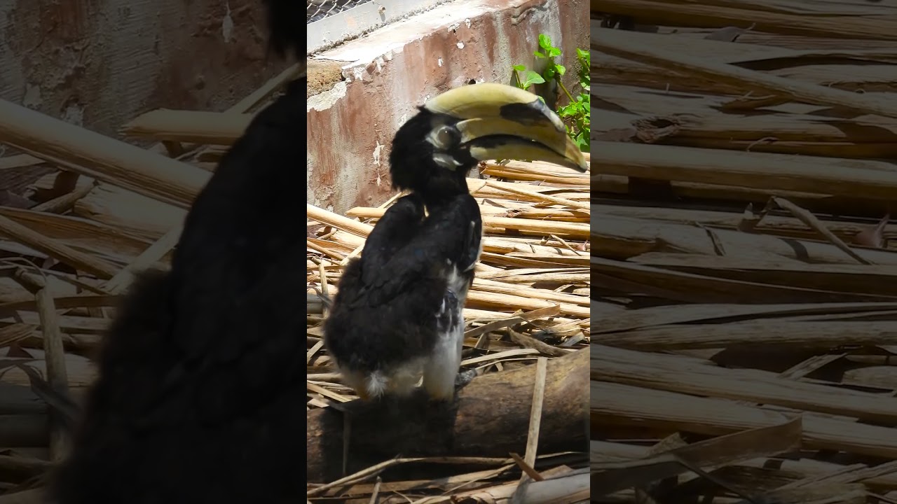 Hornbill Family Dynamics 
