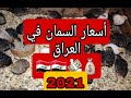 اسعار طائر السمان في العراق 2021