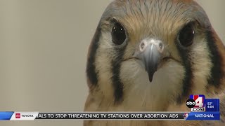 Wildlife Rehabilitation Center of Northern Utah celebrate opening of temporary facility