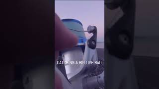 Catching A Big Live Bait For Big Kingfish 