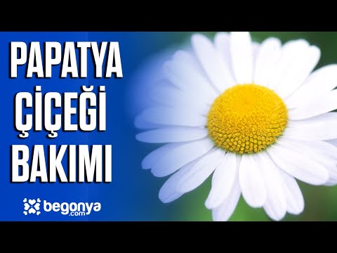 Video: En yaygın papatya türleri